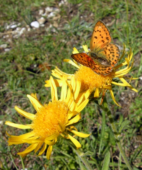 Lycaena virgaureae